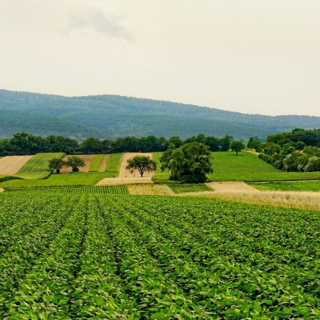 Commissione UE: 'Vision for Agricolture and Food' ridà dignità al settore zootecnico